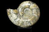 Polished Ammonite Fossil From Madagascar - Giant Specimen! #168528-3